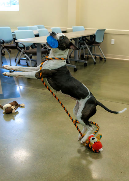 View Dolphin the Dog Photo #2