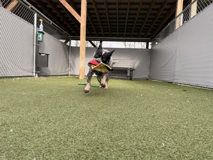 View Lola Moon (in Foster) the Dog Photo #2