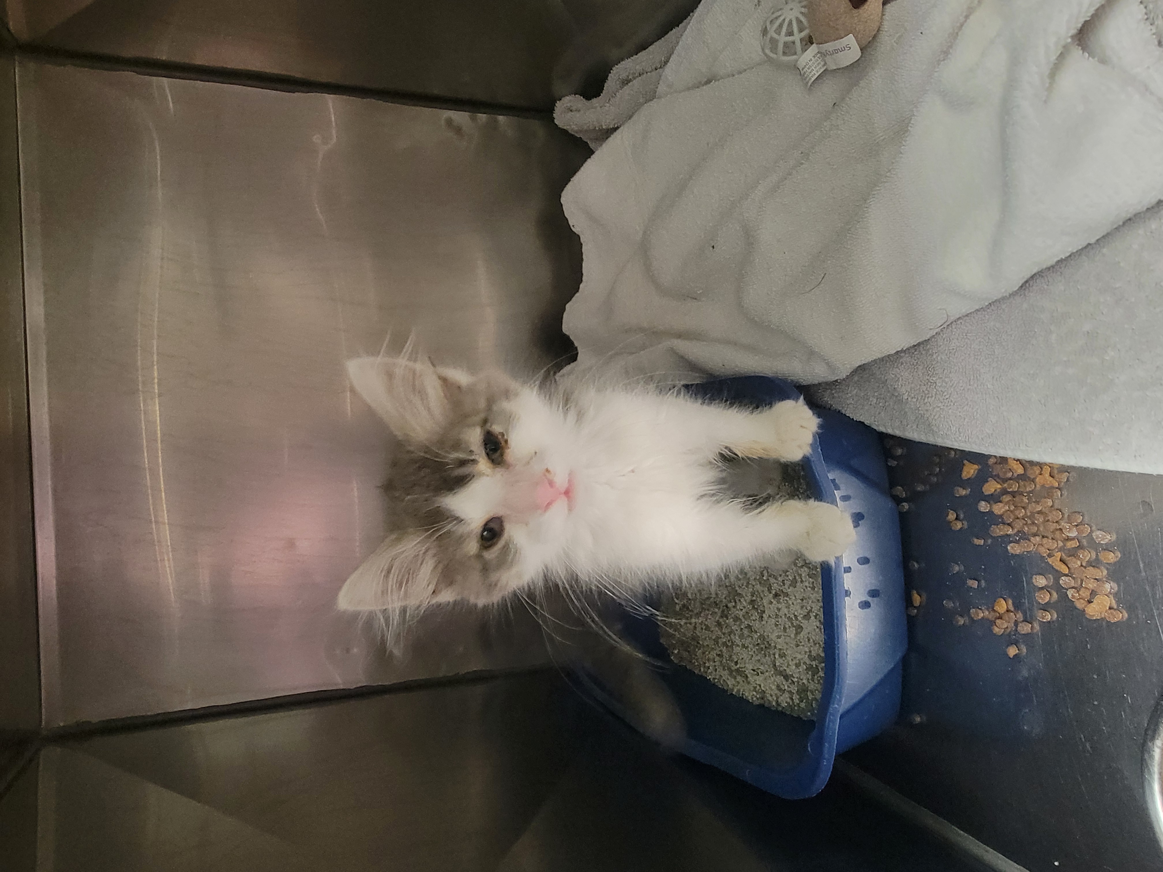 Help Rehome This Cat Cat