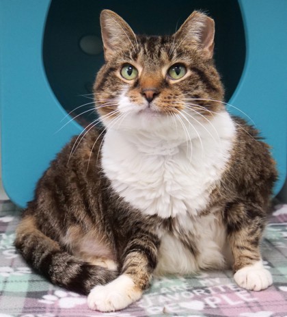 View Libby the Cat Photo #1