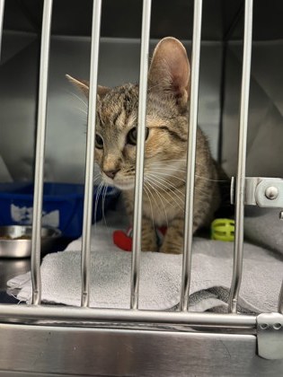 View Maisie the Cat Photo #1