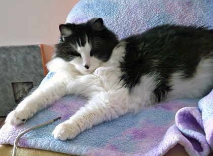 View Snoop (in Foster) the Cat Photo #2