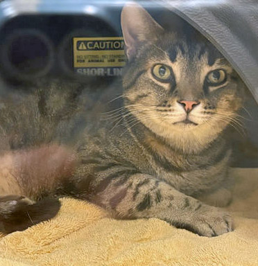 View Milton the Cat Photo #1