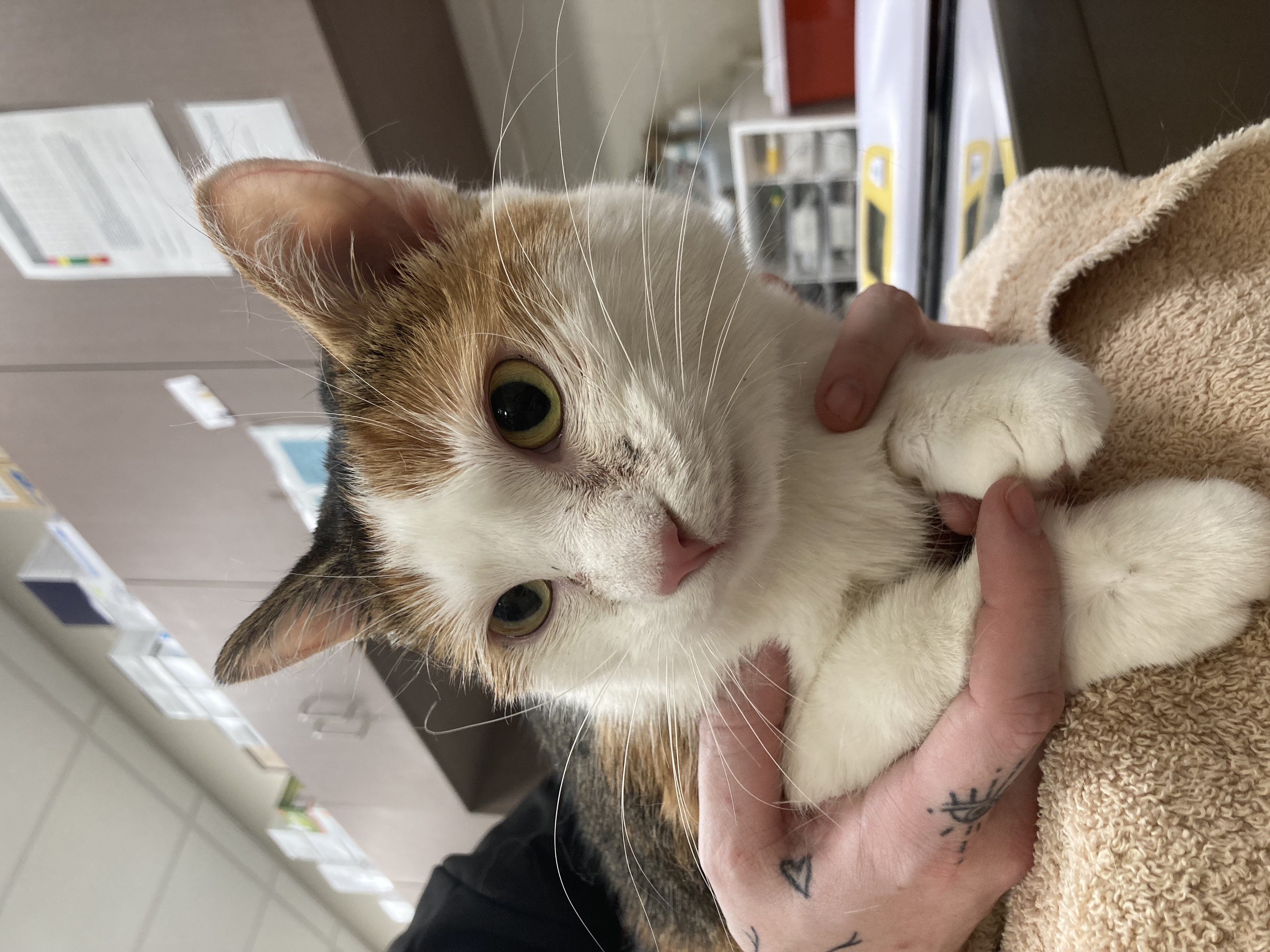 View Layla the Cat Photo #1