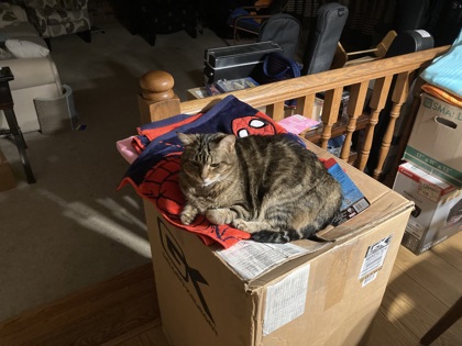 View Lost Cat Photo #1