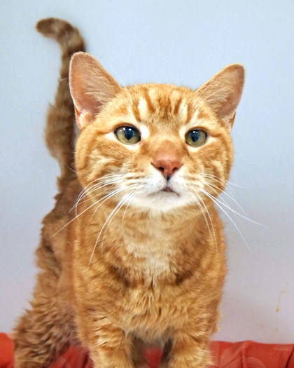 View Jefferson (in Foster) the Cat Photo #1