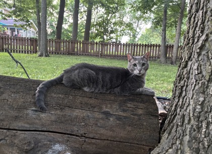 Have You Seen Meeko? Cat