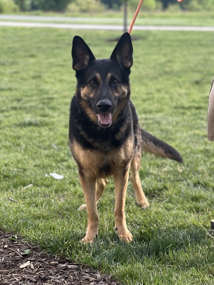 Learn More About Bogi Photo of Bogi
