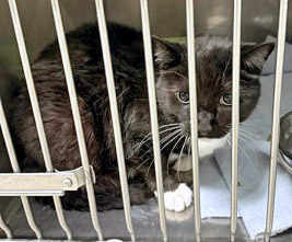 View Sparky (Bonded To Buffy)(at Smitten Kitten) the Cat Photo #1