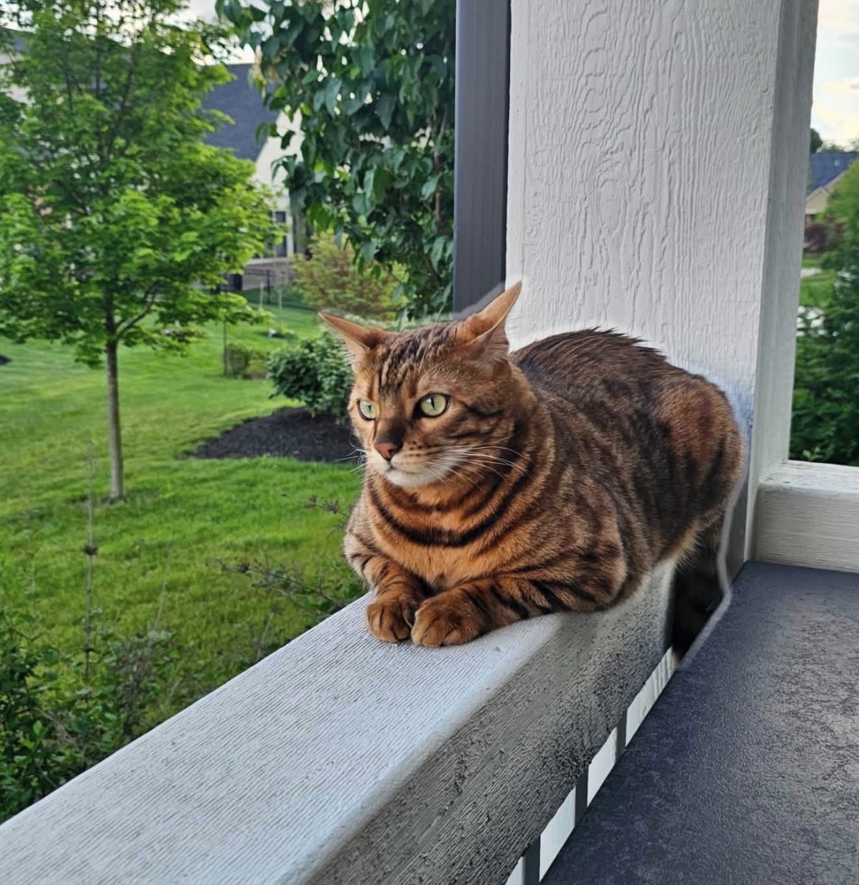 Have You Seen Bruce? Cat