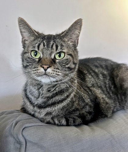Kit (in foster)