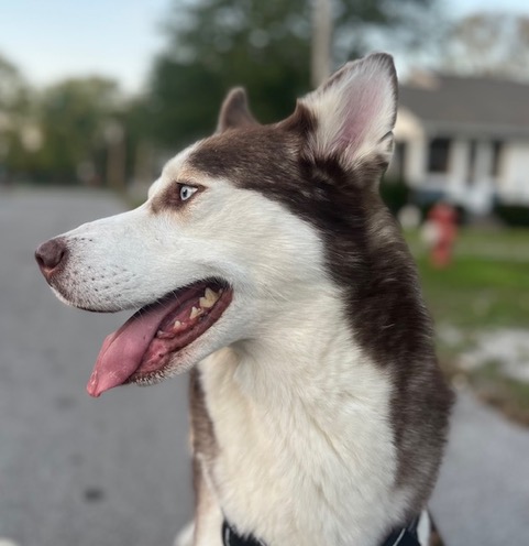View Darwin the Dog Photo #2
