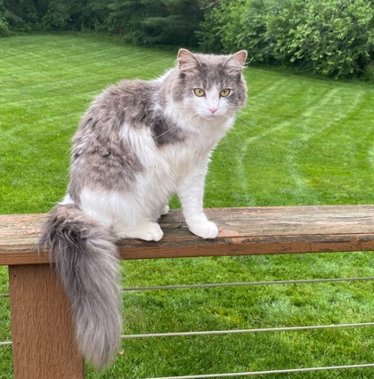 Have You Seen Leo? Cat