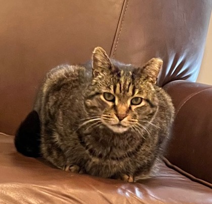 Have You Seen Tigger? Cat