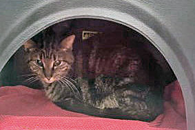 View Fran the Cat Photo #2