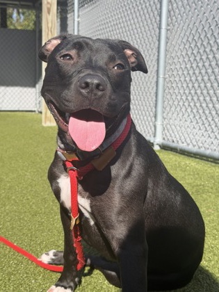 Photo of Roxy