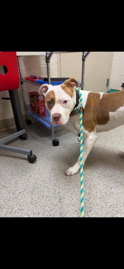 Help Rehome This Dog Dog