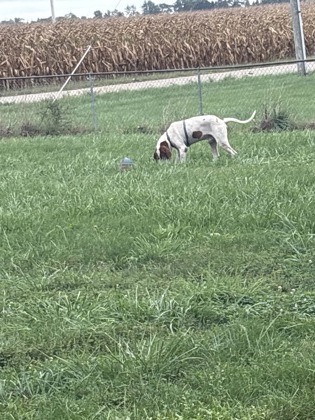 View This Dog Photo #2
