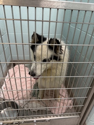 View Doki the Dog Photo #1