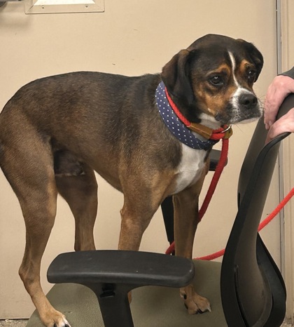 CHICO - Boxer / Pug available for adoption