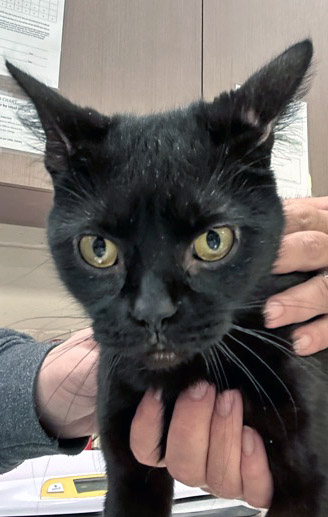 Bagheera