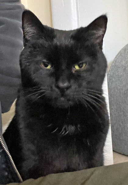 View Champagne (in Foster) the Cat Photo #1