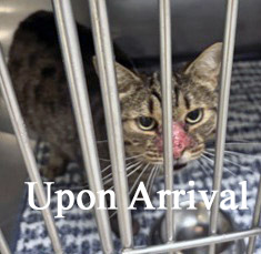 View Venus Flytrap (in Foster) the Cat Photo #2