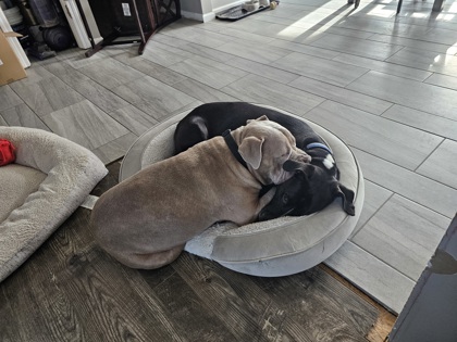 View Big Mike (In Foster) the Dog Photo #2