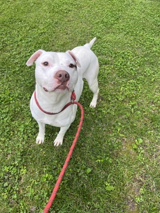 View Flarp (in Foster) the Dog Photo #1