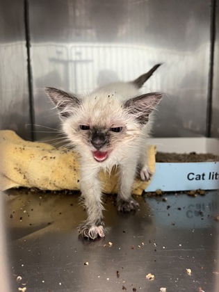 Help Rehome This Cat Cat