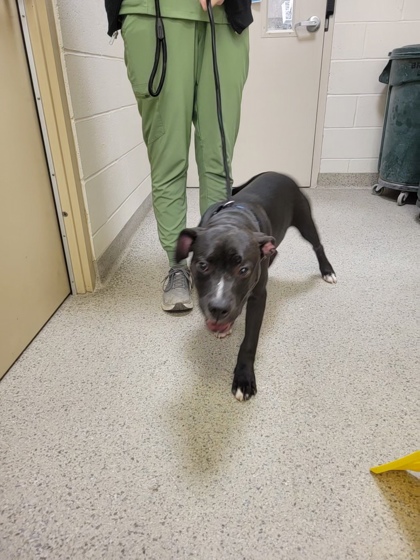 View Dewey the Dog Photo #1