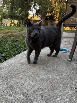 View Bennie the Cat Photo #2