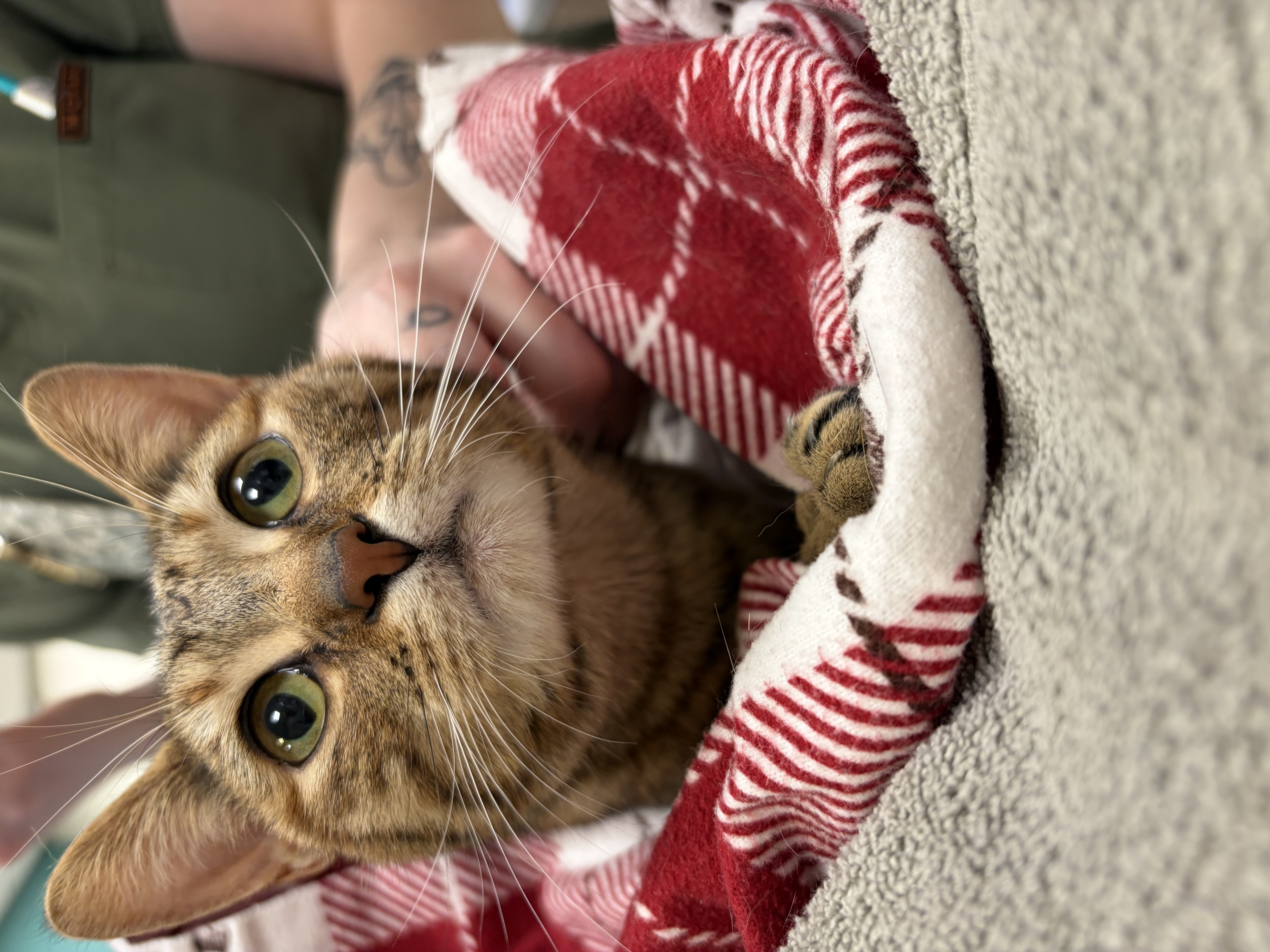 View Chai the Cat Photo #2