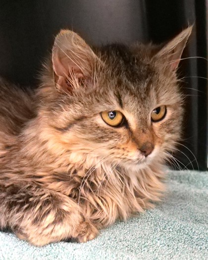 Learn More About Peanut Butter