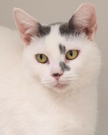 Egypt - Cat