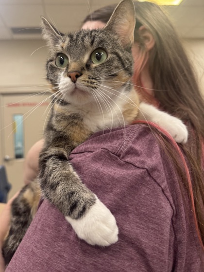 Beanie Baby - Cat