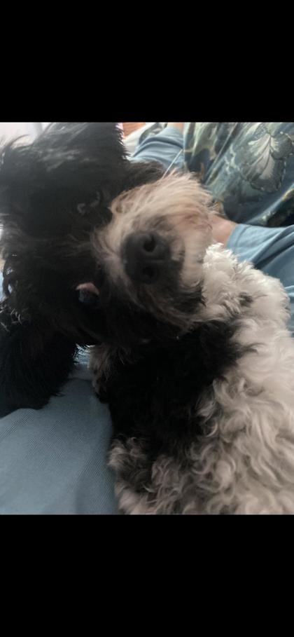 View Maizie Habing the Dog Photo #2