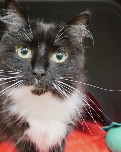 Photo of Kitty