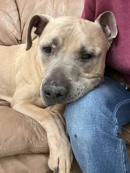 View Jack the Dog Photo #2