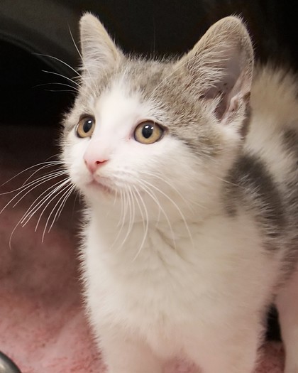Help Rehome This Cat Cat