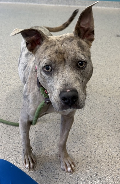 View Laney Lou the Dog Photo #2