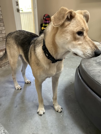 Have You Seen Brody? Dog