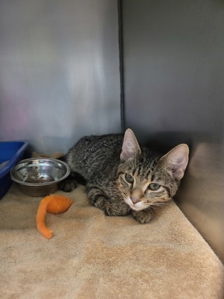 Help Rehome This Cat Cat