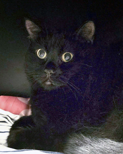 View Miracle the Cat Photo #2