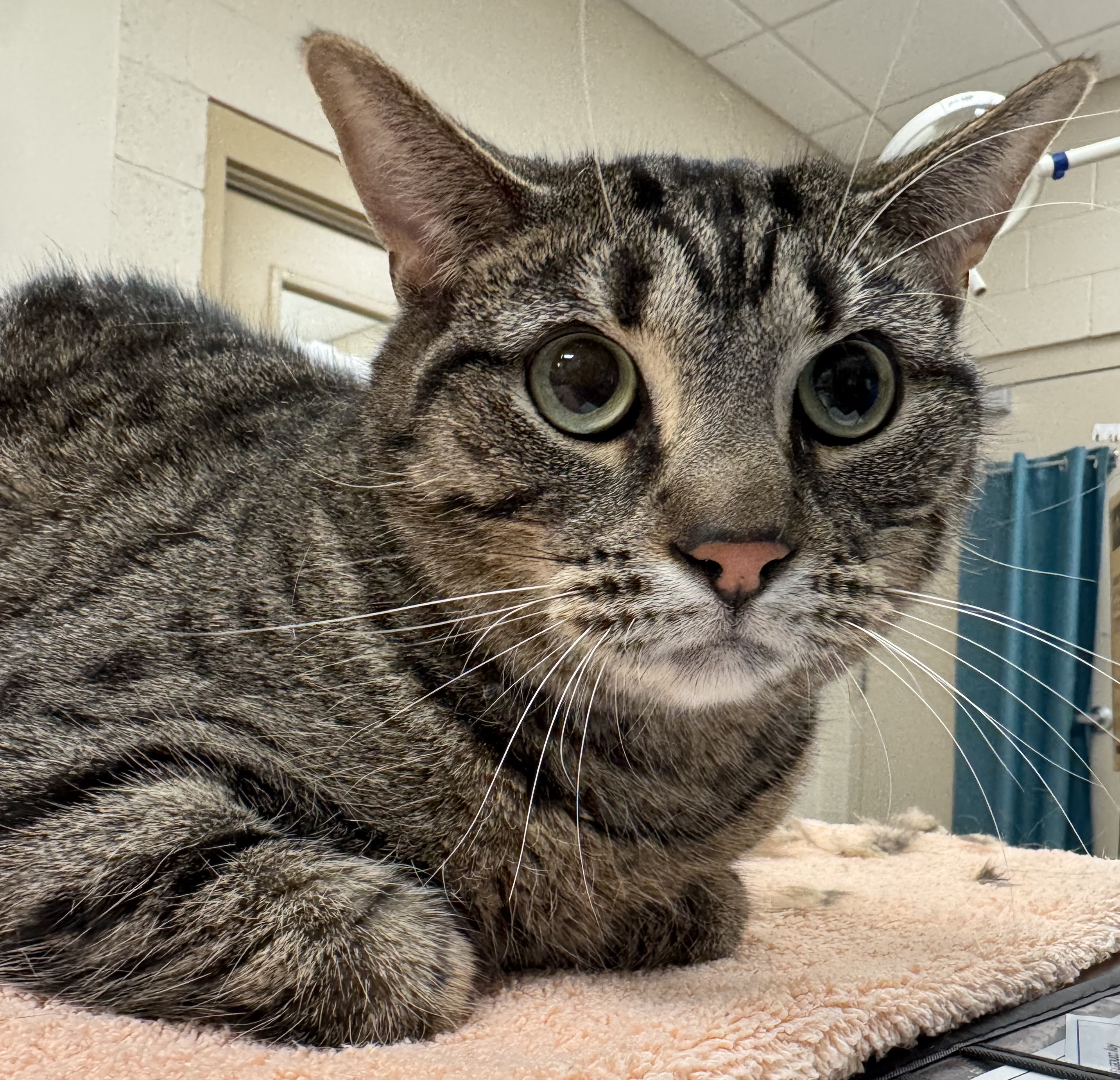 Learn More About Nova (in Foster)