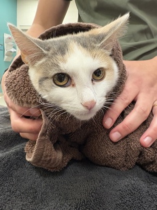 View Opal Jewel the Cat Photo #2