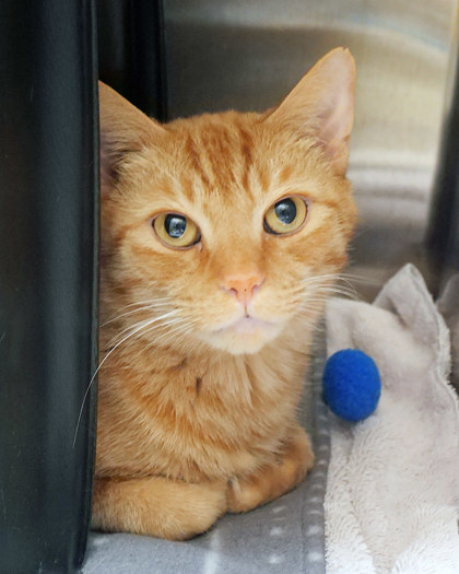 Learn More About Koch (at Smitten Kitten)