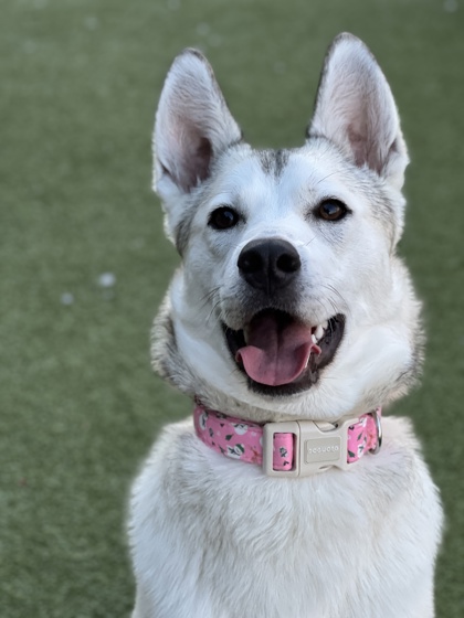 View Bambi the Dog Photo #2