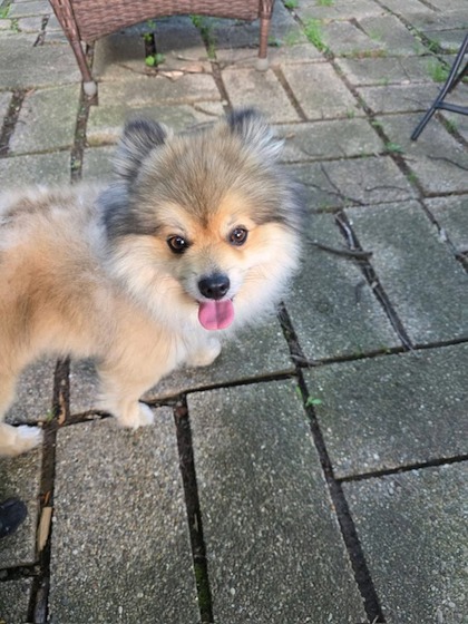 Help Rehome This Dog Dog