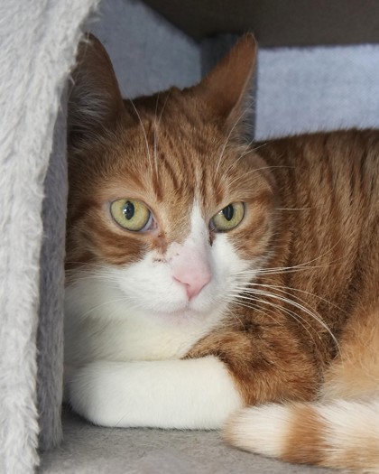 Learn More About Thor (bonded With Charlie Horse)